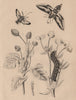 Hawk/Sphinx Moths. Spilanthe (Toothache Plant) 1834 old antique print picture