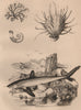 Spirula. European thorny oyster. Spongodium. Squalus acanthias (Dogfish) 1834