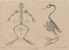 ANATOMY. Squelette Oiseau & Reptile. Bird & reptile skeletons 1834 old print