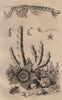 Odontodactylus scyllarus (Peacock Mantis Shrimp). Stapelia. Rove Beetle 1834