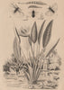 Stratiomys (soldierfly). Strelitzia (bird paradise flower). Stylops insect 1834