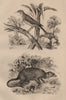 Sucrier (Conebill). Surikate (Meerkat) 1834 old antique vintage print picture