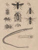 Synagris/potter wasp.Syngnathe/Pipefish.Coreus margin. Episyrphus/hoverfly 1834
