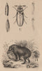 Tapir. Taret. Tarière (auger). Taupin (Agriotes lineatus) 1834 old print