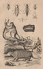 Tarsier. Tatou (Armadillo). Taupin (click beetle). Teigne (moth) 1834 print