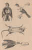 TAXIDERMY. Taxidermie (Taxidermy). Animals. Bird. Mouse. 1834 old print