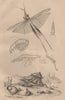 Truxalis. Turbo cornutus (Horned Turban). Typhis Oxycéphale 1834 old print
