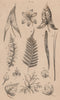 LEAVES OF PLANTS. Végétaux (Feuilles) 1834 old antique vintage print picture