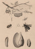 Volute. Vrillette (Beetle). Vulselle. Xylocopa (Carpenter Bee). Yponomeuta 1834