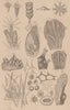 ZOOPHYTES. various. Animals 1834 old antique vintage print picture