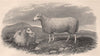 SHEEP. Cheviot Ewe 1898 old antique vintage print picture