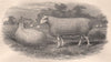 SHEEP. Leicester Ram 1898 old antique vintage print picture