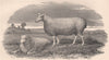 SHEEP. Leicester Ewe 1898 old antique vintage print picture