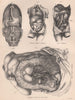 HUMAN ANATOMY Viscera Abdomen Aorta Liver Kidney Intestinal blood vessels 1898