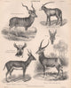ANTELOPES. Koodoo Algazel Water Bok Prongbuck 1898 old antique print picture