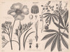 Eschscholtzia Californica (California Poppy); Janipha Manihot (Cassava) 1898