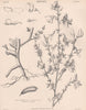 Sarothamnus Scoparius (Common Broom/Scotch Broom) 1898 old antique print