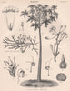 Carica Papaya (Papaw Tree); Andromeda Hypnoides 1898 old antique print picture