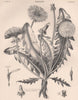 Leontodon Taraxacum (Common Dandelion) 1898 old antique vintage print picture