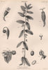 Euphorbia hypericifolia. (Tutsan-Leaved Spurge) 1898 old antique print picture