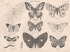 BUTTERFLIES. Swallow tail. Apollo. Pale-clouded yellow. Peacock 1898 old print