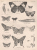 BUTTERFLIES & MOTHS Morpho phidippus Erycina virginiensis Brassolis astyra 1898