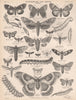 MOTHS Jessamine Sphinx Eyed Hawk/Gad-fly Hawk/Mac Murtrie's Goat/Ghost Moth 1898
