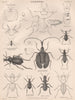 COLEOPTERA. Stag Beetle Wood/Slenderfooted Tiger Beetle Javanese Mormolyce 1898