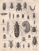 BEETLE Water Mimic Bacon Ruddy Rove Metallic Sexton Sacred Hive Black Water 1898