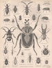 BEETLES. Churchyard Oil Flour Goliath Blister Longhorned Tortoise Beetle 1898