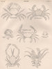 CRAB Violet Land Velvet Swimming Sentinel Spinous Soldier Pea Masked Hermit 1898