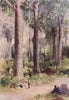 'Among the Kauri' by Frank Wright. New Zealand 1908 old antique print picture