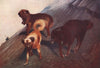 'Tibetan dogs' by Arnold Henry Savage Landor. Tibet 1905 antique print
