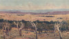 'Yass-Canberra; site of the future Federal Capital'. P. Spence. Australia 1910
