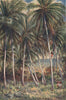 'The coconut palms, Northern Queensland' by Percy Spence. Australia 1910 print