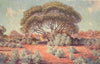 'It is not all desert in the heart of Australia' by Percy Spence 1910 print