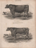 Agriculture. Short-Horned Bull Phoenix. Short-Horned Cow Charity BRITANNICA 1860