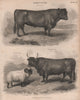 Agriculture. Galloway Bull. Black faced Ram. Argyleshire Bull. BRITANNICA 1860