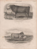 Agriculture. Bull, Hereford Breed. Ewe & Lamb, South down Breed. BRITANNICA 1860