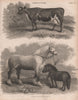 Agriculture. Ayrshire Cow. Clydesdale Horse. Highland Pony. BRITANNICA 1860