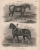 Agriculture. Suffolk Punch. Improved Black Cart Horse. BRITANNICA 1860 print