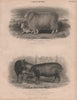 Agriculture. Romney Marsh Breed Ewe 2nd fleece. Neapolitan Breed Boar & Sow 1860