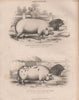 Agriculture. Boar & Sow of the large English Breed. BRITANNICA 1860 old print