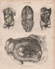 Human Anatomy. Internal organs. BRITANNICA 1860 old antique print picture