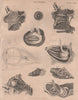 Human Anatomy. Eyes eyeballs. BRITANNICA 1860 old antique print picture