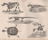 Anatomy. Animal skeletons. Crocodile tortoise turtle bird. BRITANNICA 1860