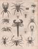 SPIDERS Arachnids. Tarantula Birdeater scorpions phrynus. BRITANNICA 1860