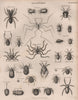 SPIDERS Arachnids. 2. BRITANNICA 1860 old antique vintage print picture