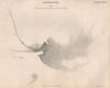 Astronomy. Nebula in the Sword Handle of Orion as seen in 1824. BRITANNICA 1860