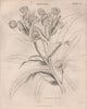 Helleborus Foetidus (stinking hellebore, dungwort, setterwort, bear's foot) 1860